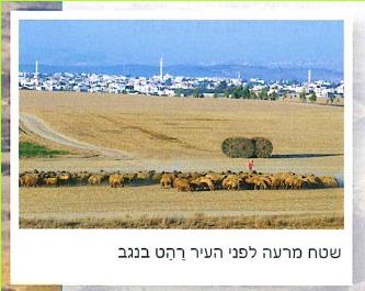 שטח מרעה לפני העיר רהט בנגב